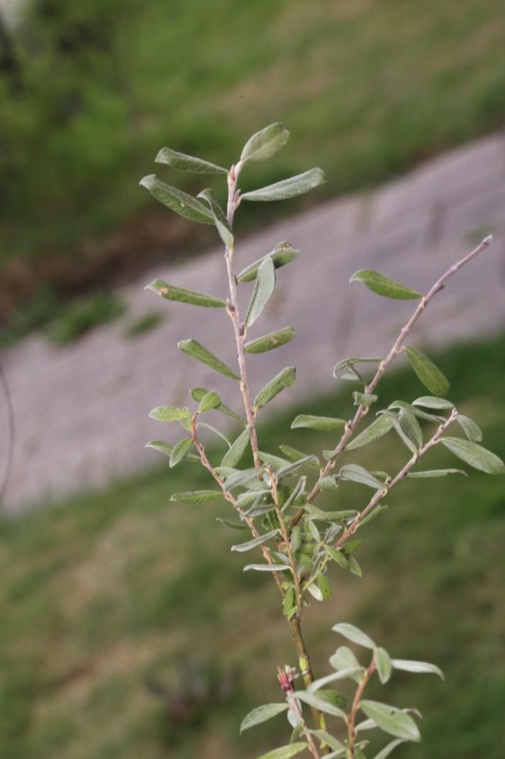 Rosmarin-Pil (Salix repens ssp. rosmarinifolia)