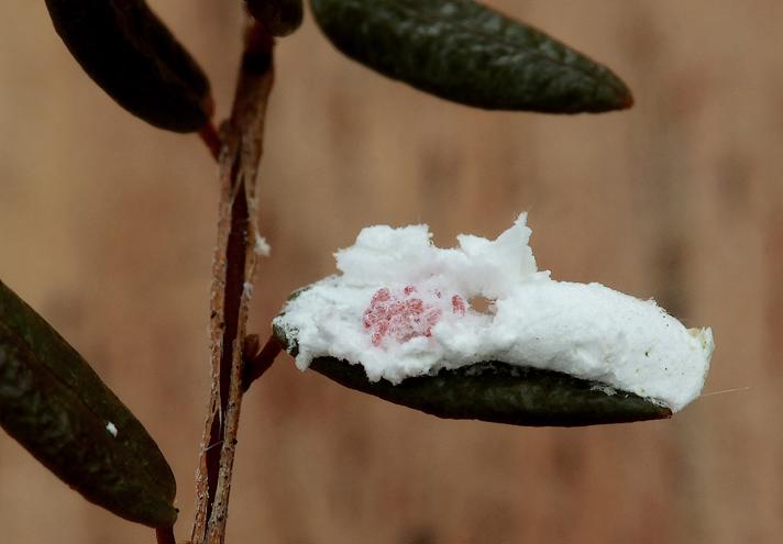 Eriopeltis lichtensteini