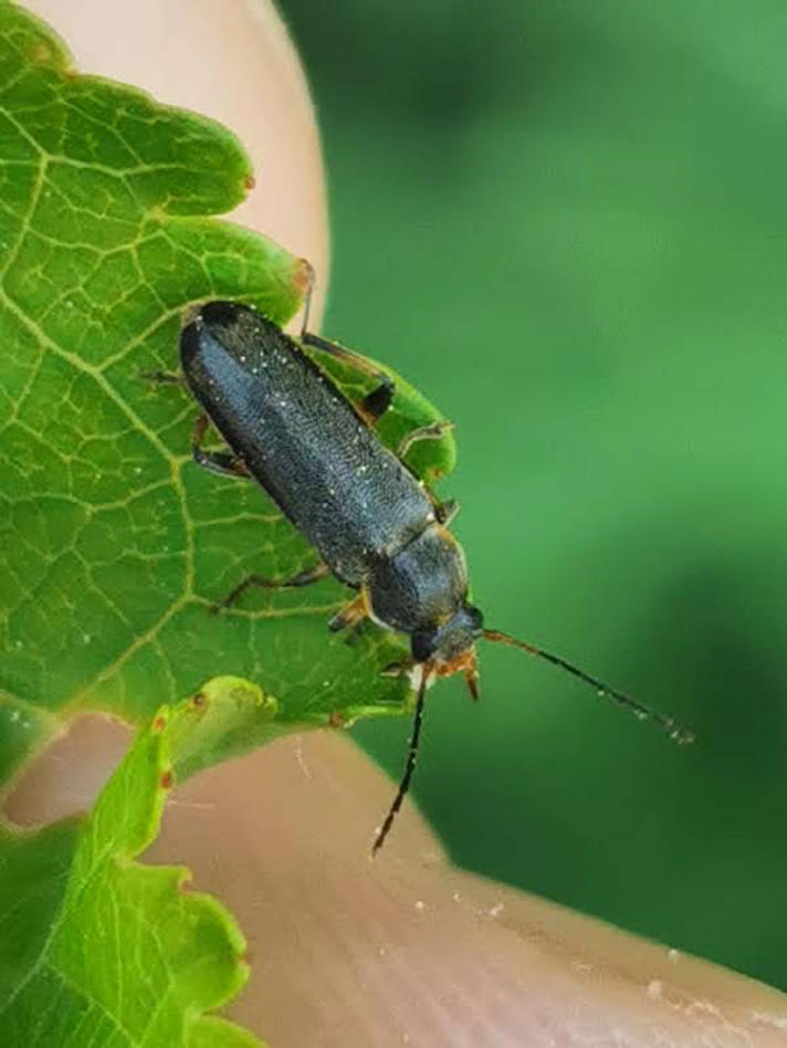 Osphya bipunctata