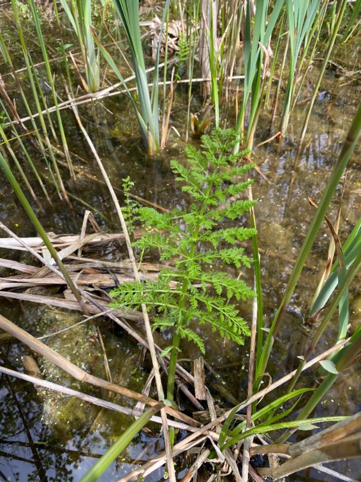 Bredbladet Mærke, submers (Sium latifolium f. submersum)