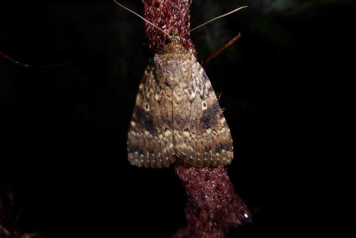 Berber-Pyramideugle