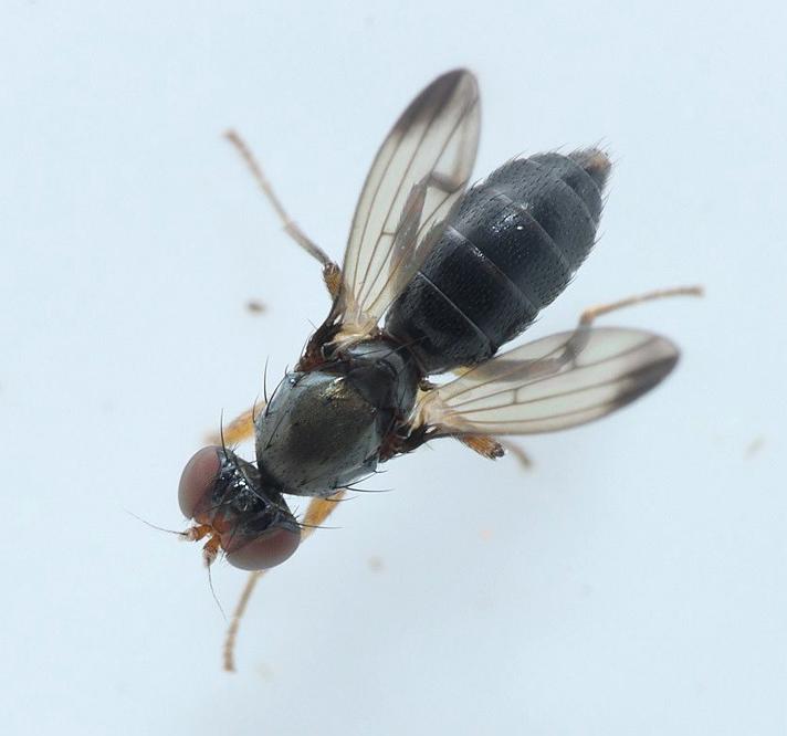 Geomyza subnigra