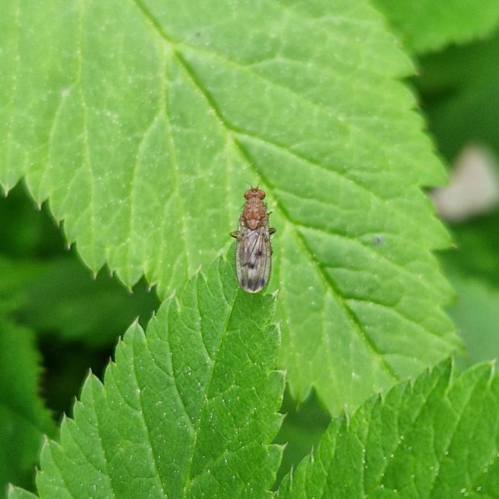 Suillia variegata