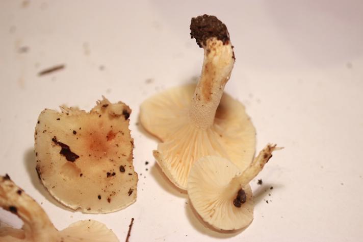 Blegbrun Sneglehat (Hygrophorus lindtneri)