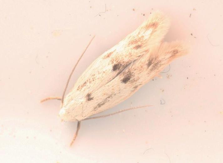 Elachista maculicerusella (Elachista maculicerusella)