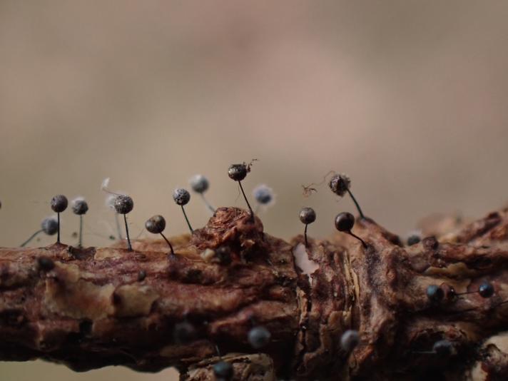 Nectriopsis sporangiicola