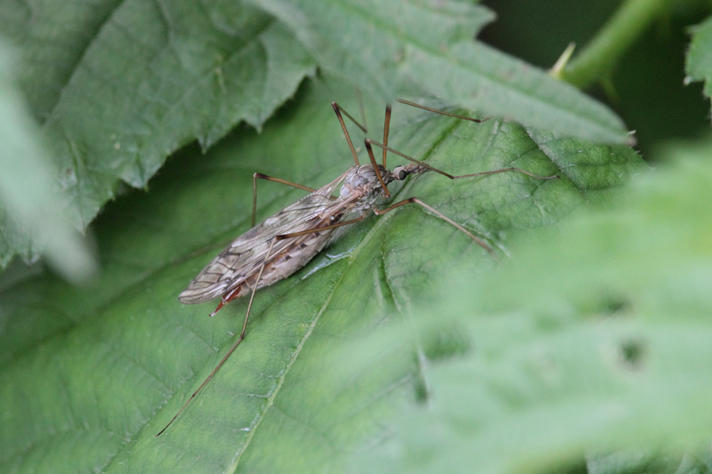 Tipula scripta