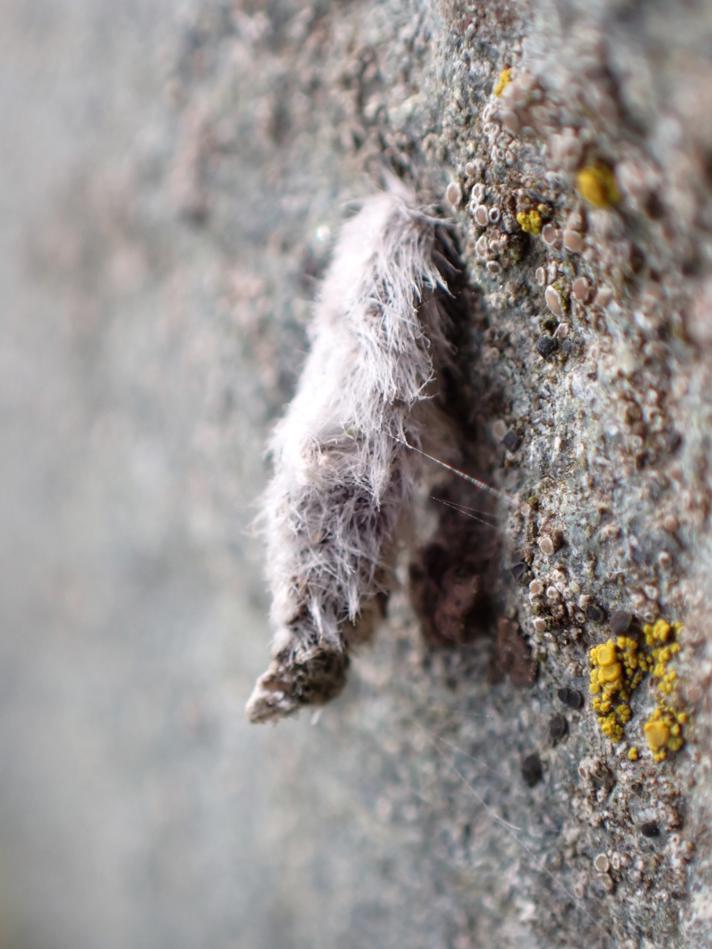 Coleophora pennella