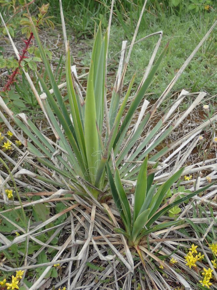 Trævlet Palmelilje (Yucca filamentosa)