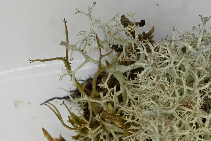 Spinkel Rensdyrlav (Cladonia ciliata f. flavicans)