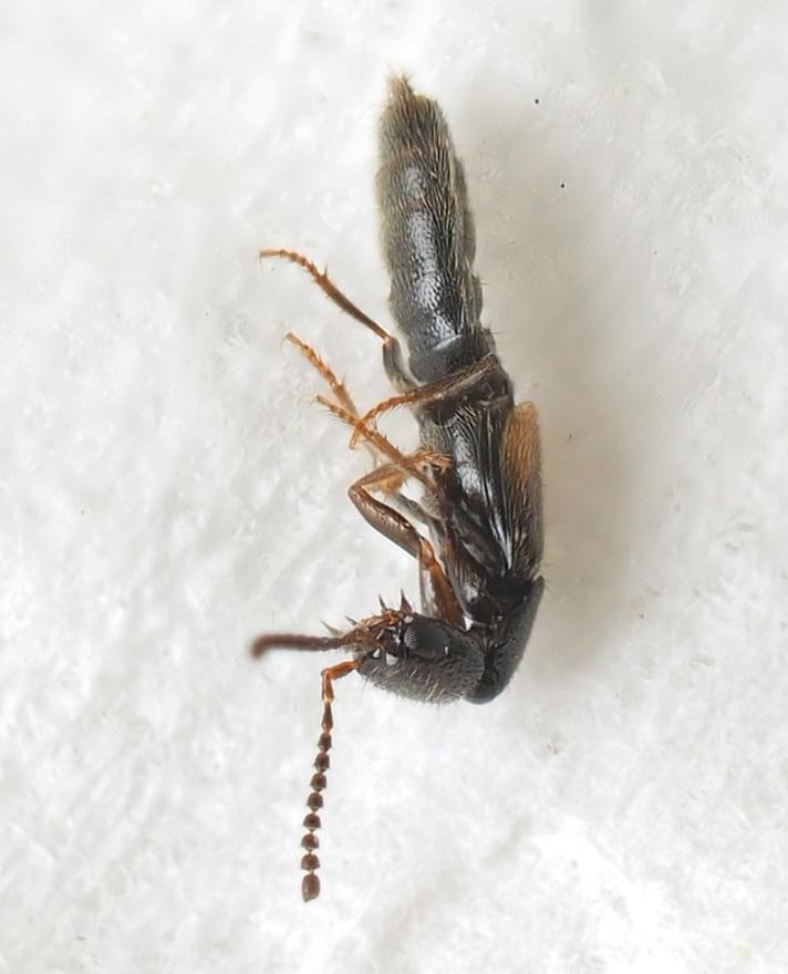 Neobisnius procerulus