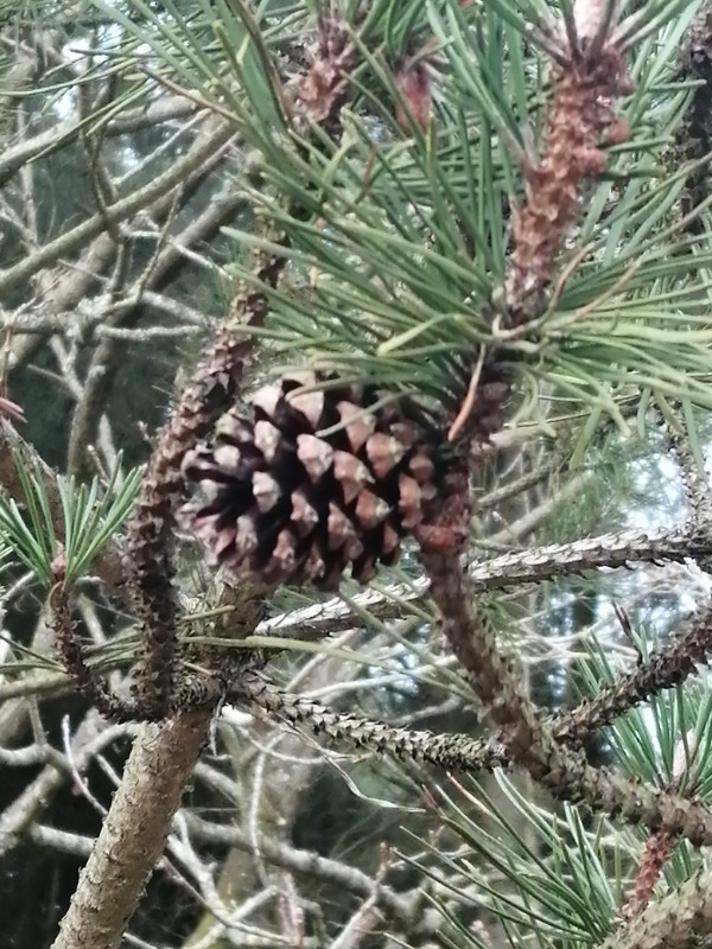 Fransk Bjerg-Fyr (Pinus mugo ssp. uncinata)