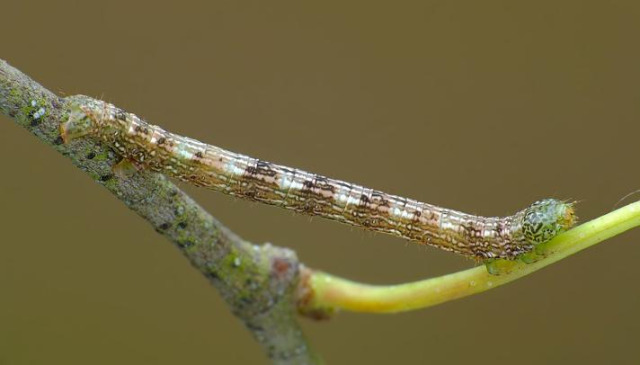Elle-Barkmåler (Aethalura punctulata)