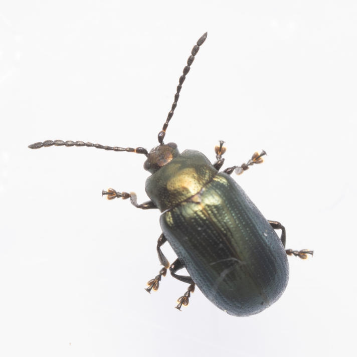 Phratora laticollis