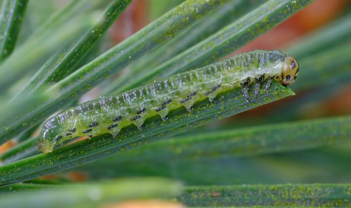 Pristiphora saxesenii