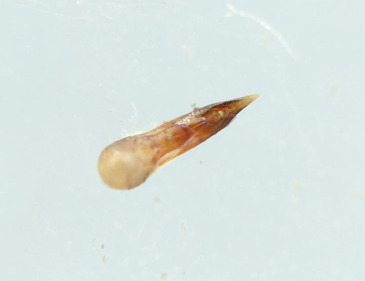 Philonthus quisquiliarius