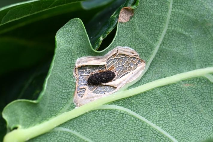 Phyllonorycter quercifoliella