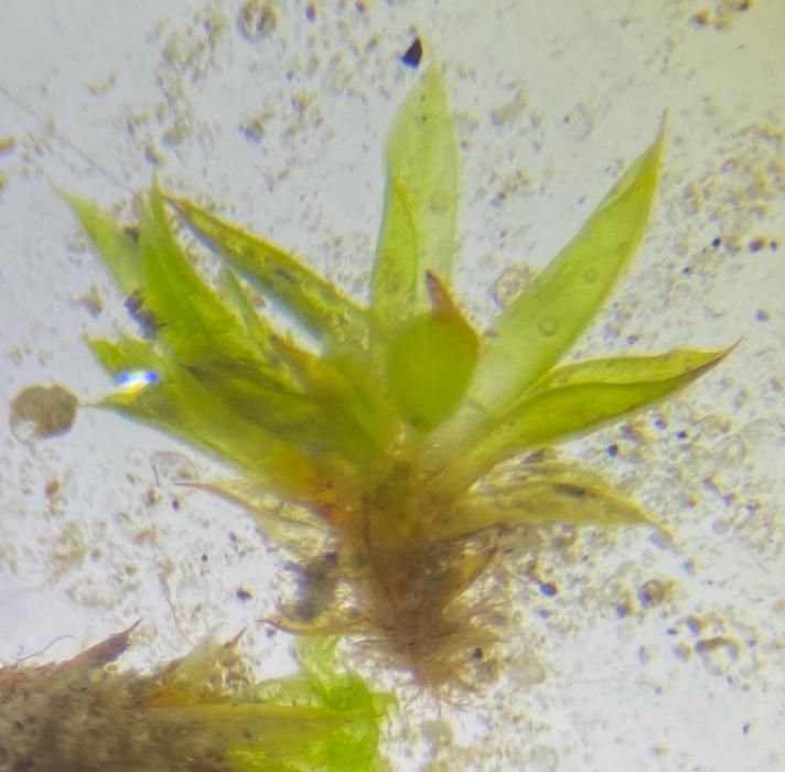 Tilspidset Dværgmos (Phascum cuspidatum)
