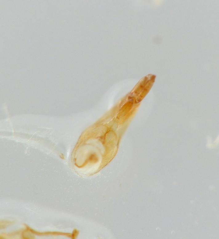 Aleochara lanuginosa