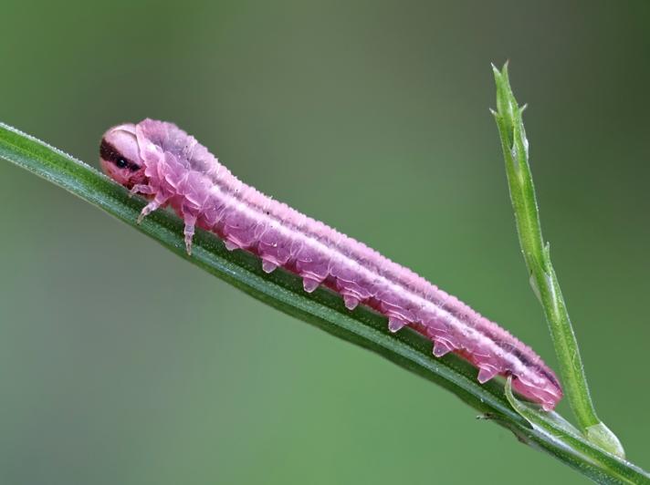 Dolerus germanicus