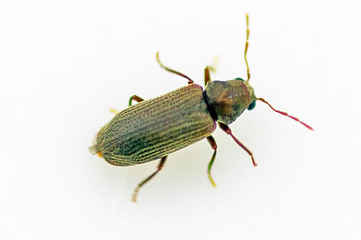 Anobium sp.