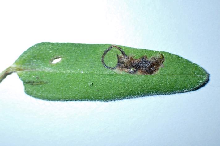 Agromyza pseudorufipes