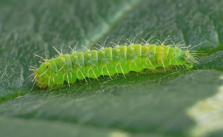 Schreckensteinia festaliella