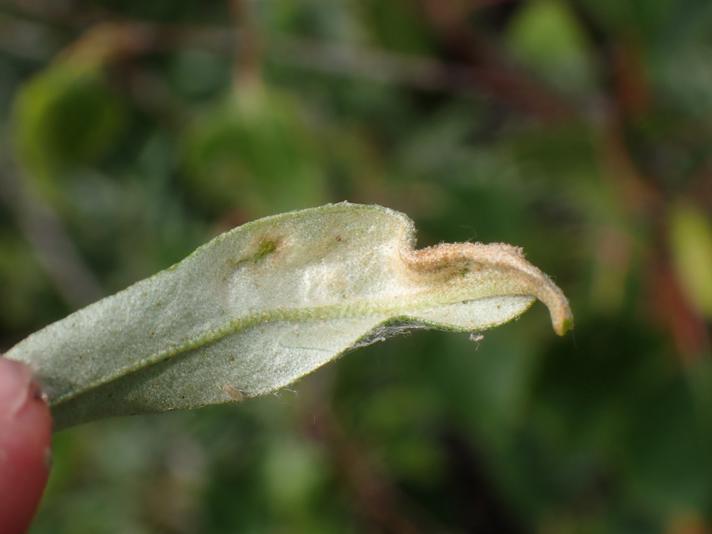 Havtorngalmide (Aceria hippophaena)