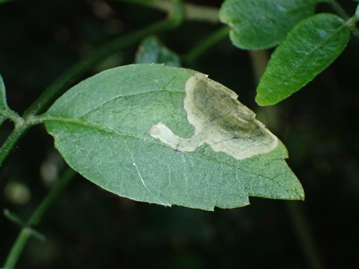 Liriomyza amoena