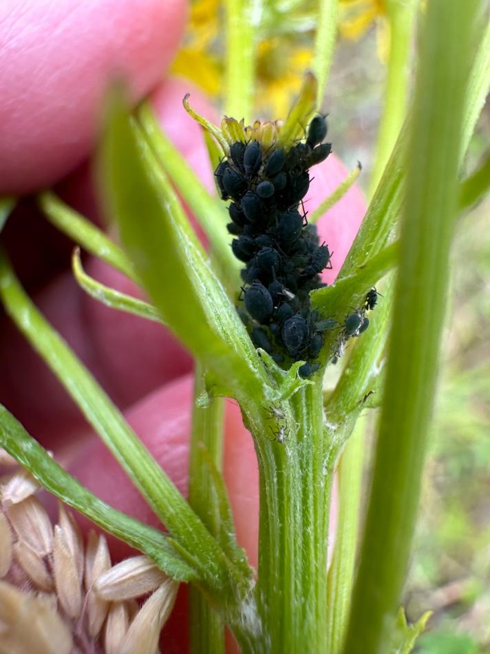 Aphis jacobaeae