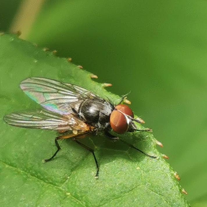 Tovinget Insekt ubest. (Diptera indet.)