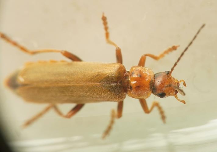 Cantharis rufa liturata