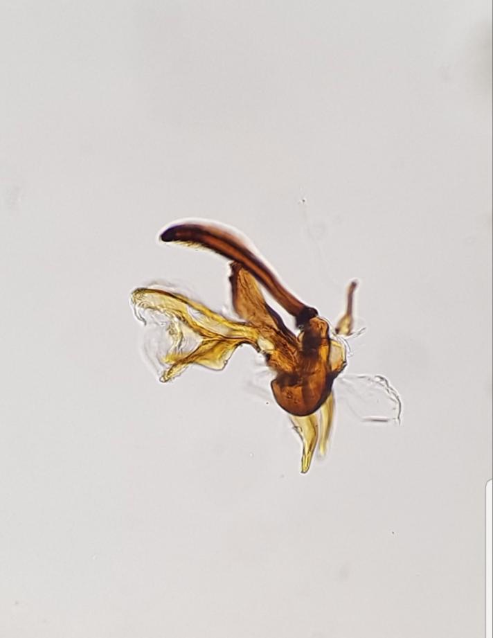 Thoracochaeta seticosta (Thoracochaeta seticosta)