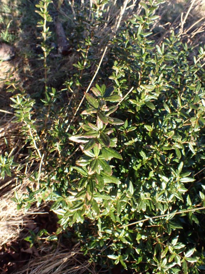 Berberis × hybridogagnepainii