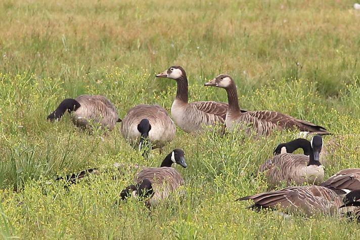 Grågås x Canadagås (hybrid)