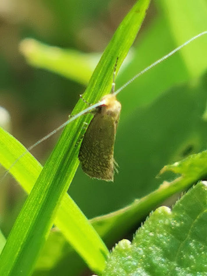 Nematopogon adansoniella