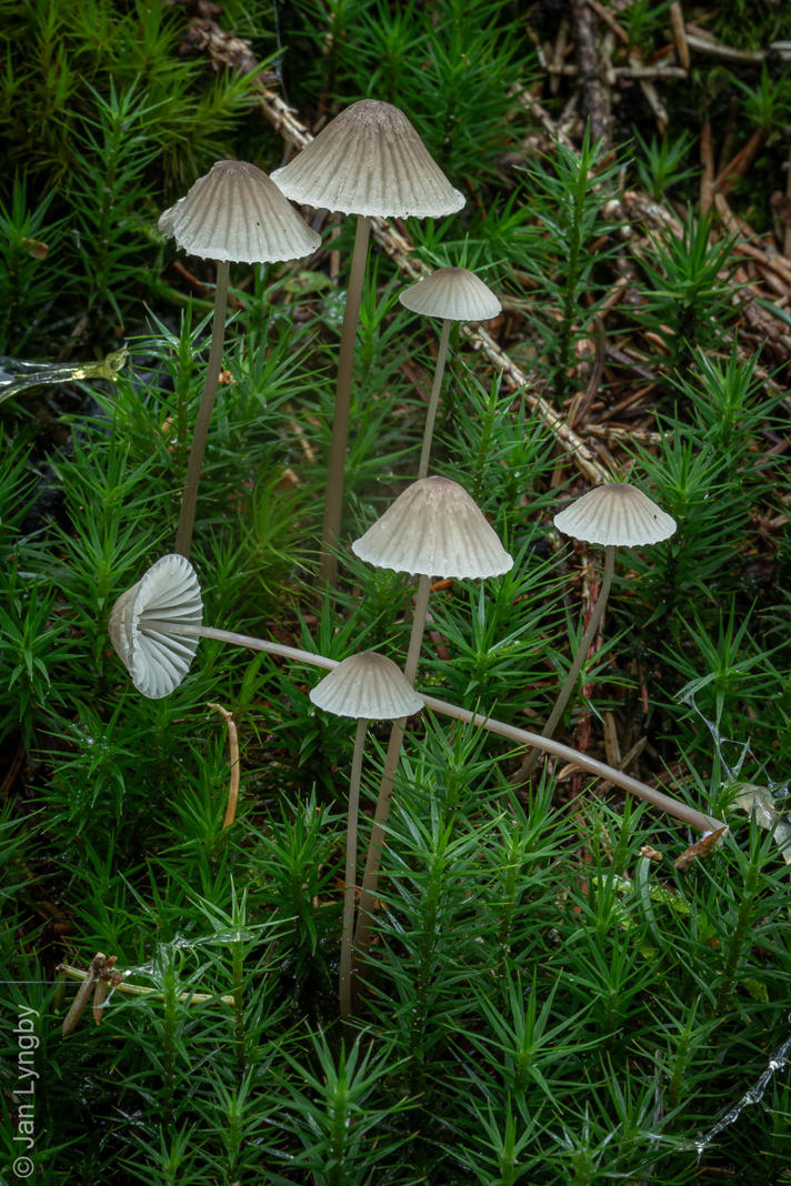 Hvidmælket Huesvamp