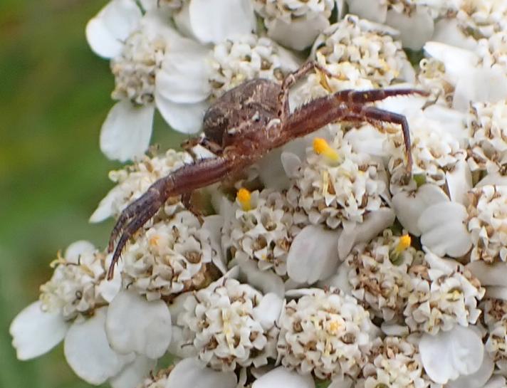 Xysticus cristatus / Xysticus kochi