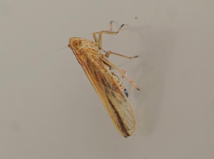 Stenocranus major