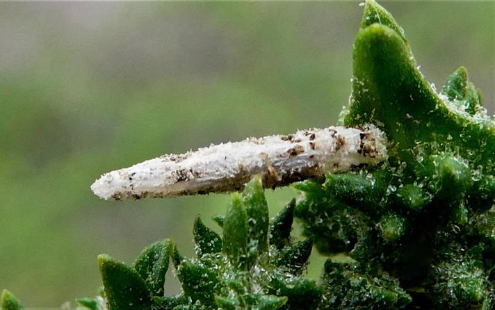 Coleophora sp. (Coleophora sp.)