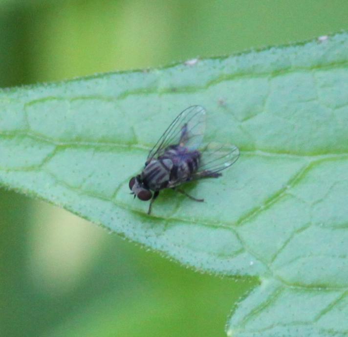 Lindneromyia dorsalis