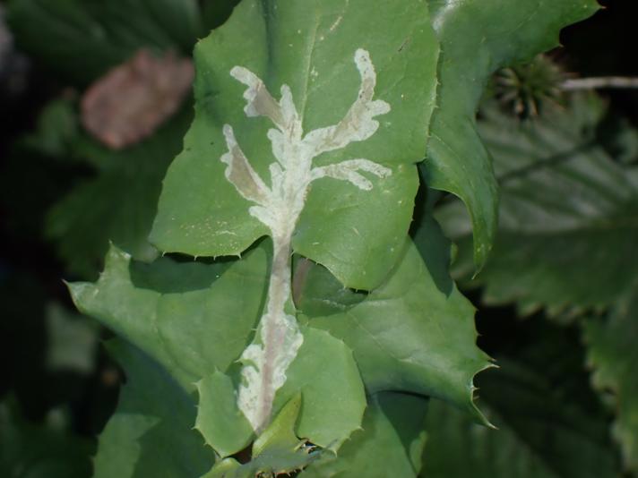 Liriomyza strigata (Liriomyza strigata)