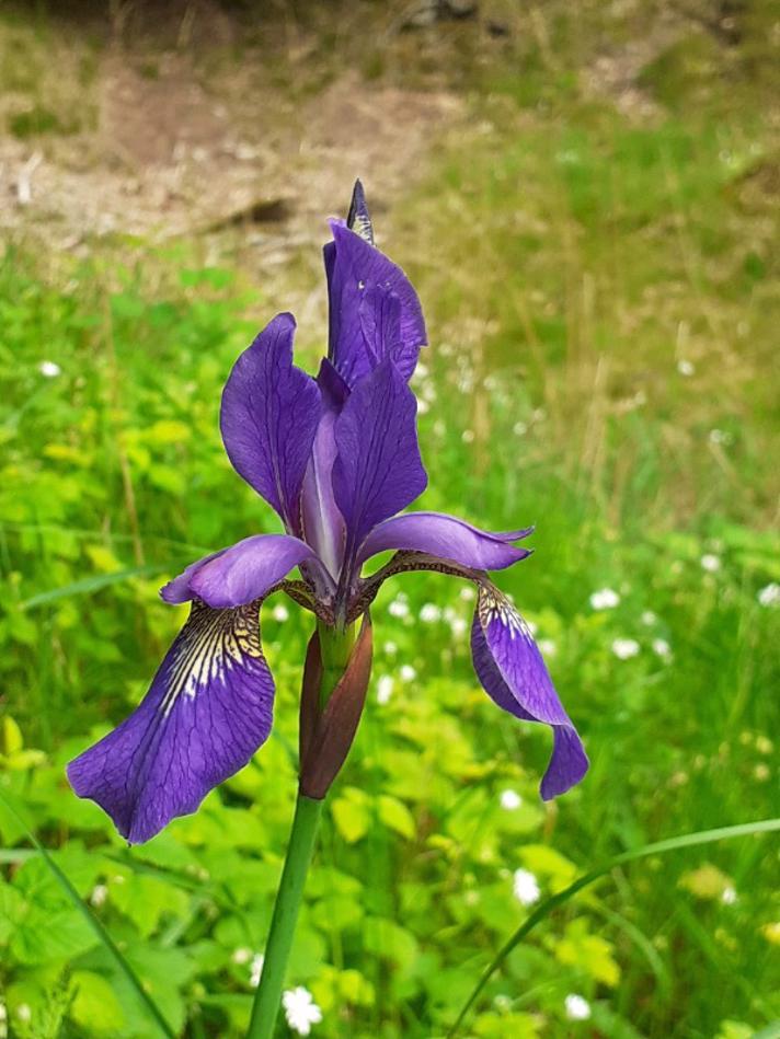 Viol-iris