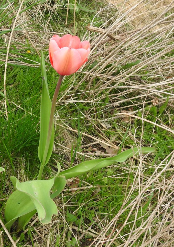 Have-Tulipan