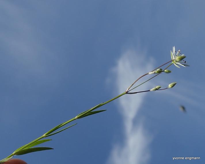 Græsbladet Fladstjerne (Stellaria graminea)