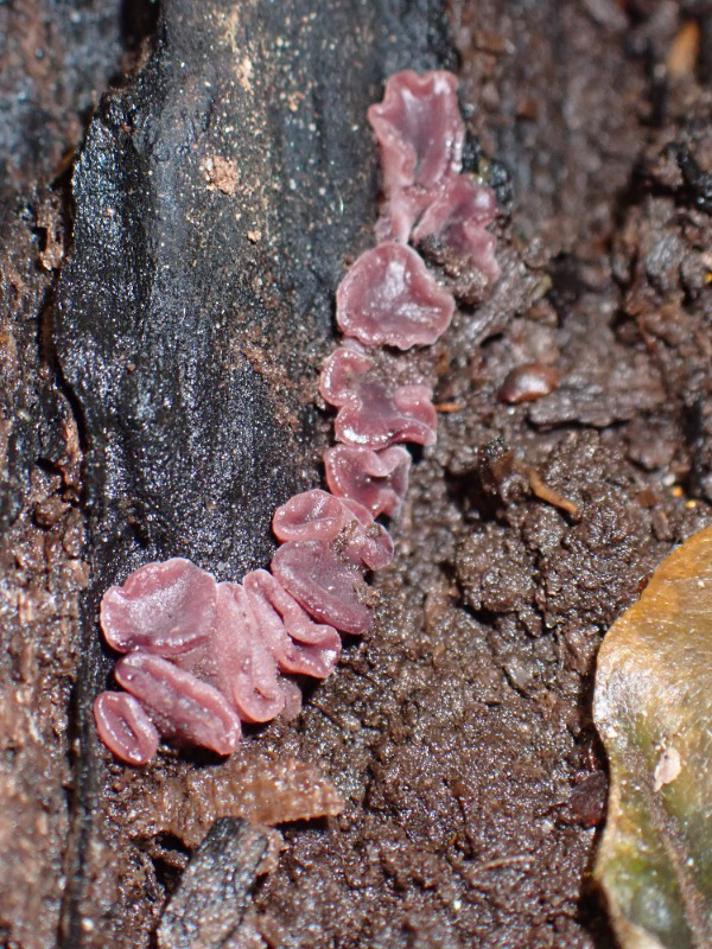 Rødlilla Sejskive (Ascocoryne sarcoides)