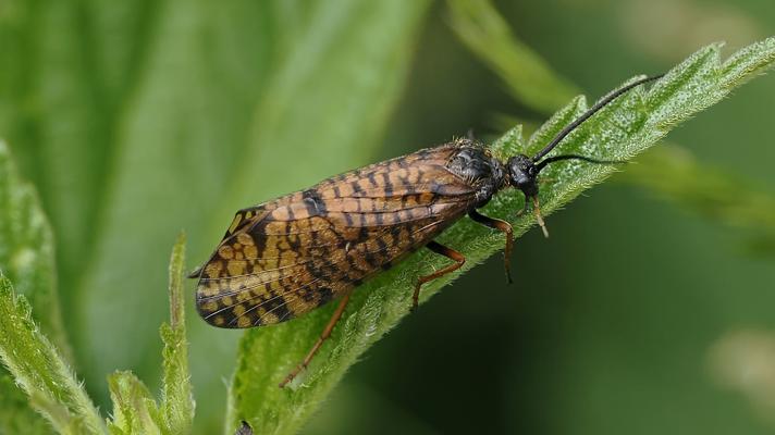 Hagenella clathrata