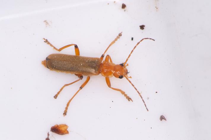 Cantharis sp. (Cantharis sp.)