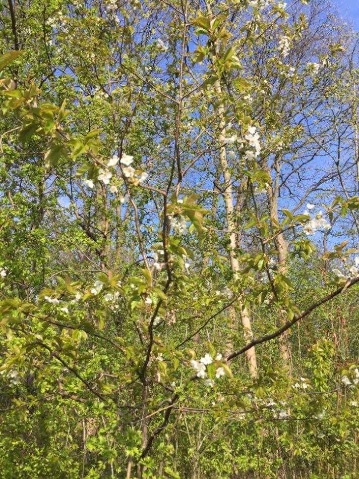 Sur-Kirsebær (Prunus cerasus)