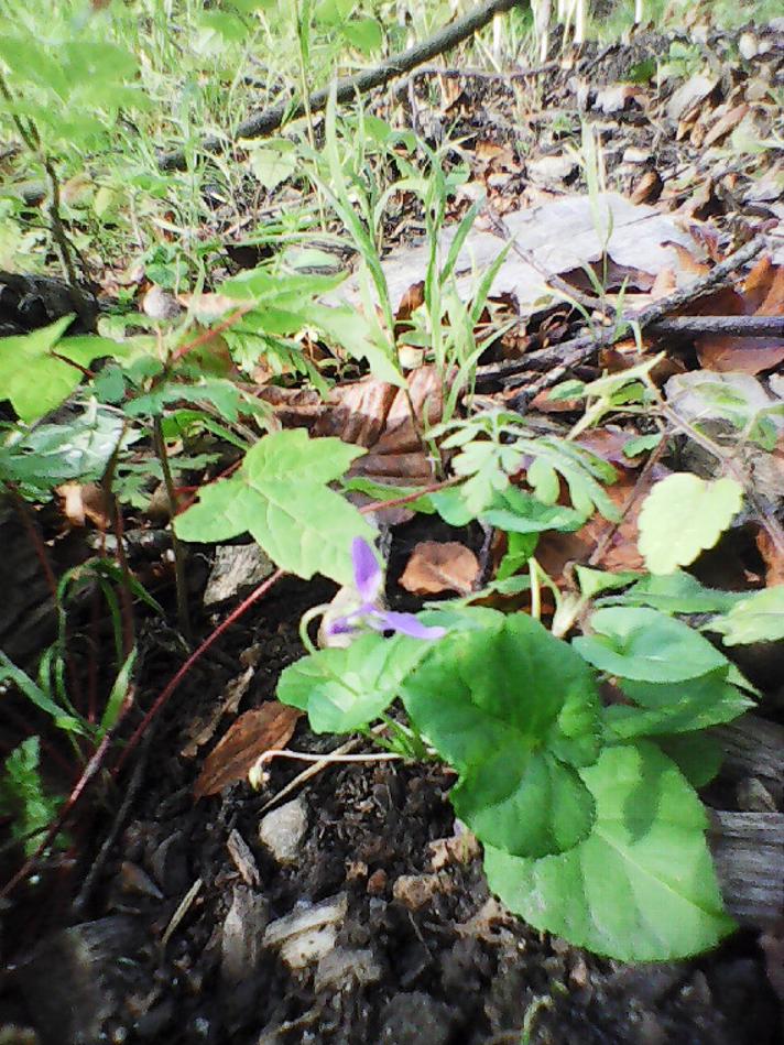 Marts-Viol (Viola odorata)